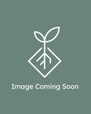 Photo coming soon: Outdoor Engagement Director