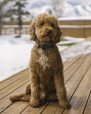 Copper, Roots Transition support staff